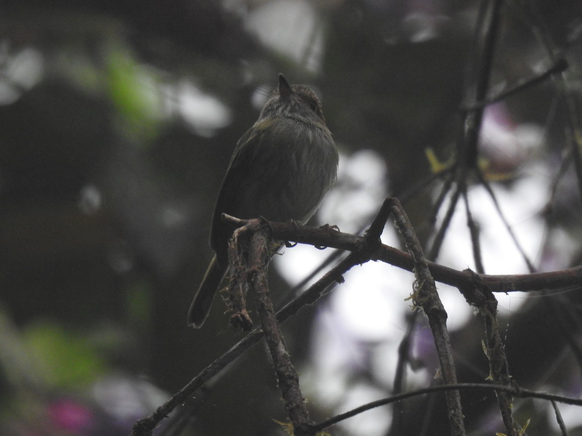 Scale-crested Pygmy-Tyrant - ML618041407
