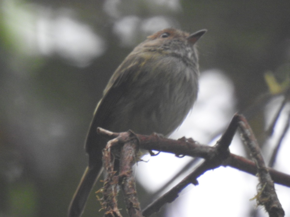 Scale-crested Pygmy-Tyrant - Justin Harris