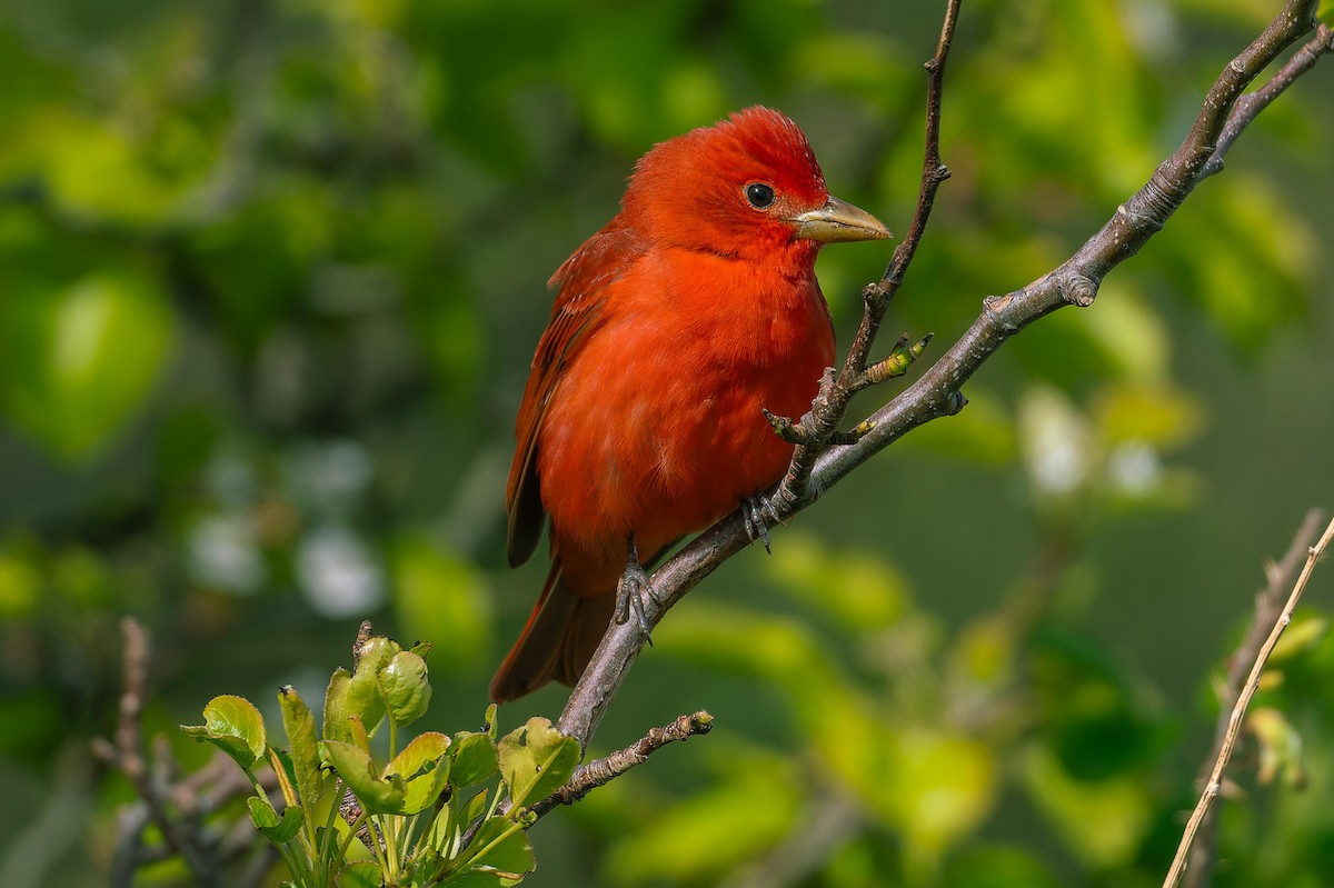 Summer Tanager - patrick horan