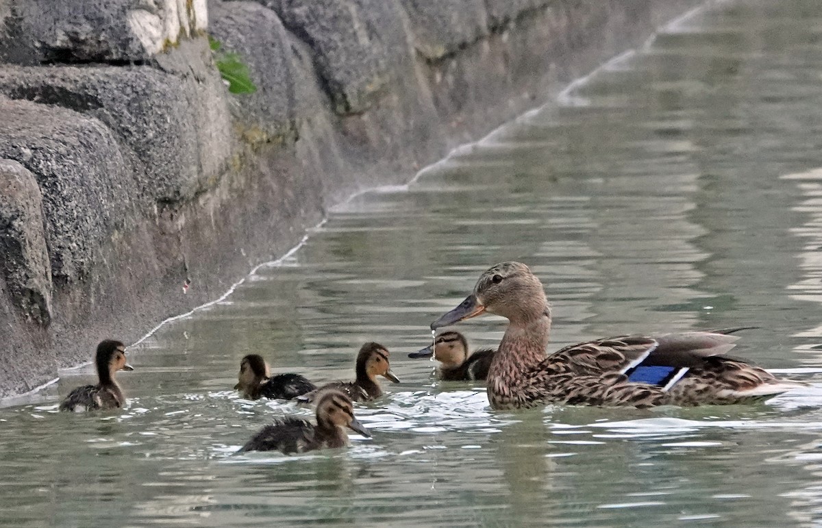 Mallard - Diane Drobka