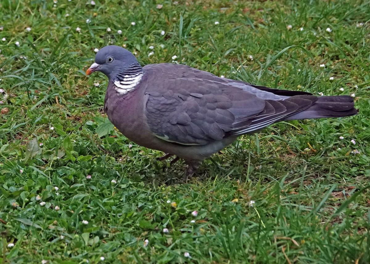 Common Wood-Pigeon - Diane Drobka