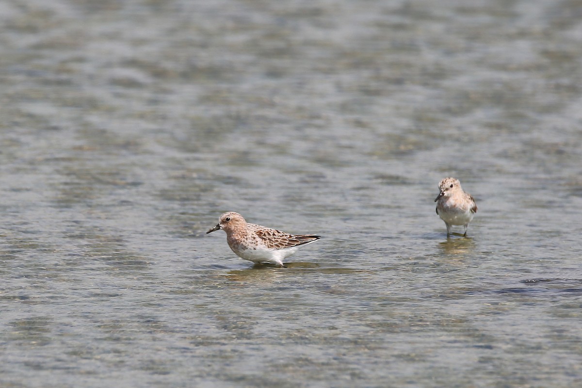 Red-necked Stint - ML618041478