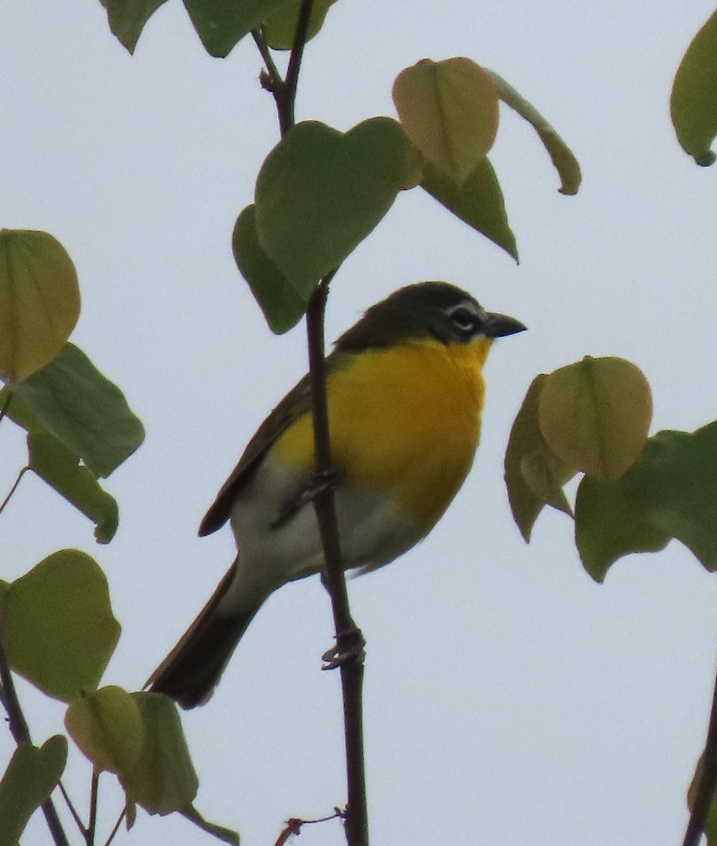 Yellow-breasted Chat - ML618041494