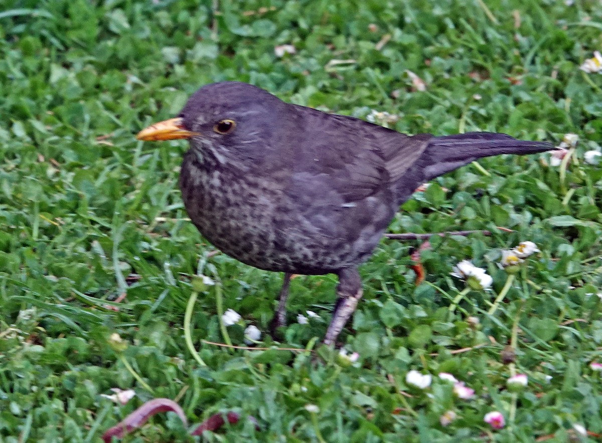 Eurasian Blackbird - Diane Drobka