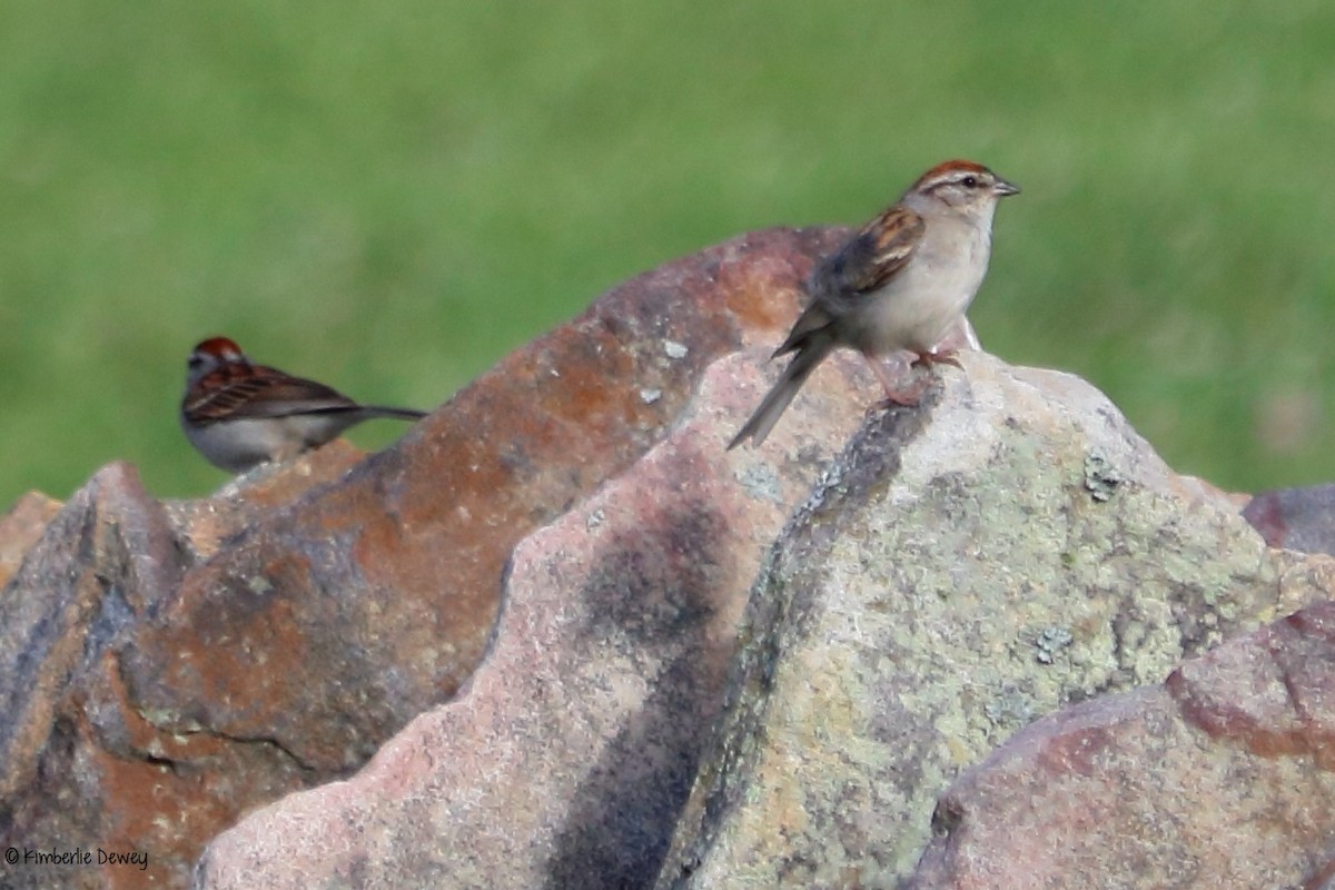 Chipping Sparrow - ML61804151