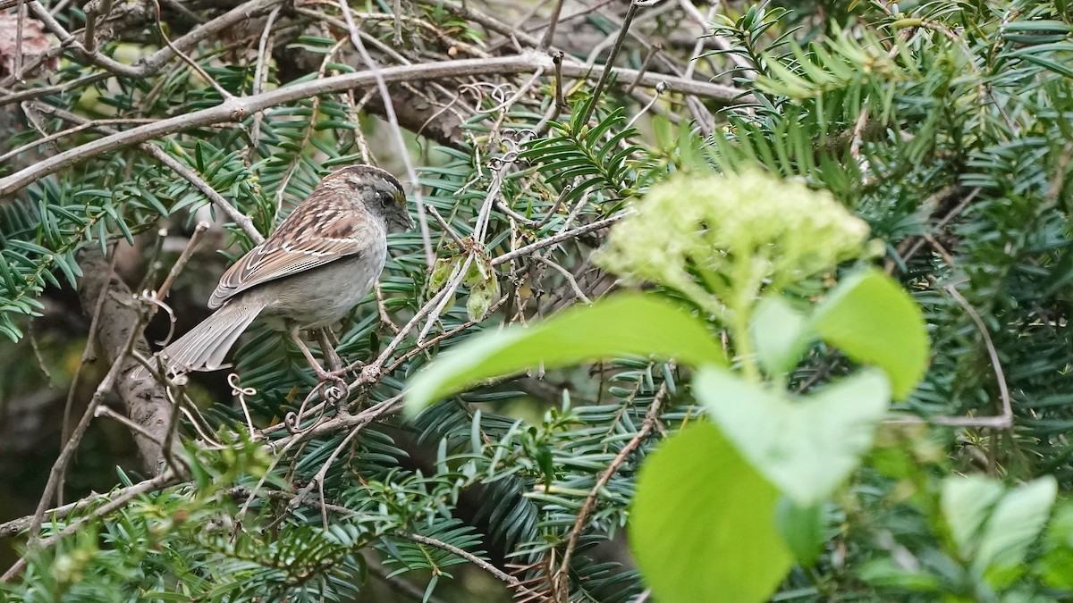 White-throated Sparrow - ML618041515