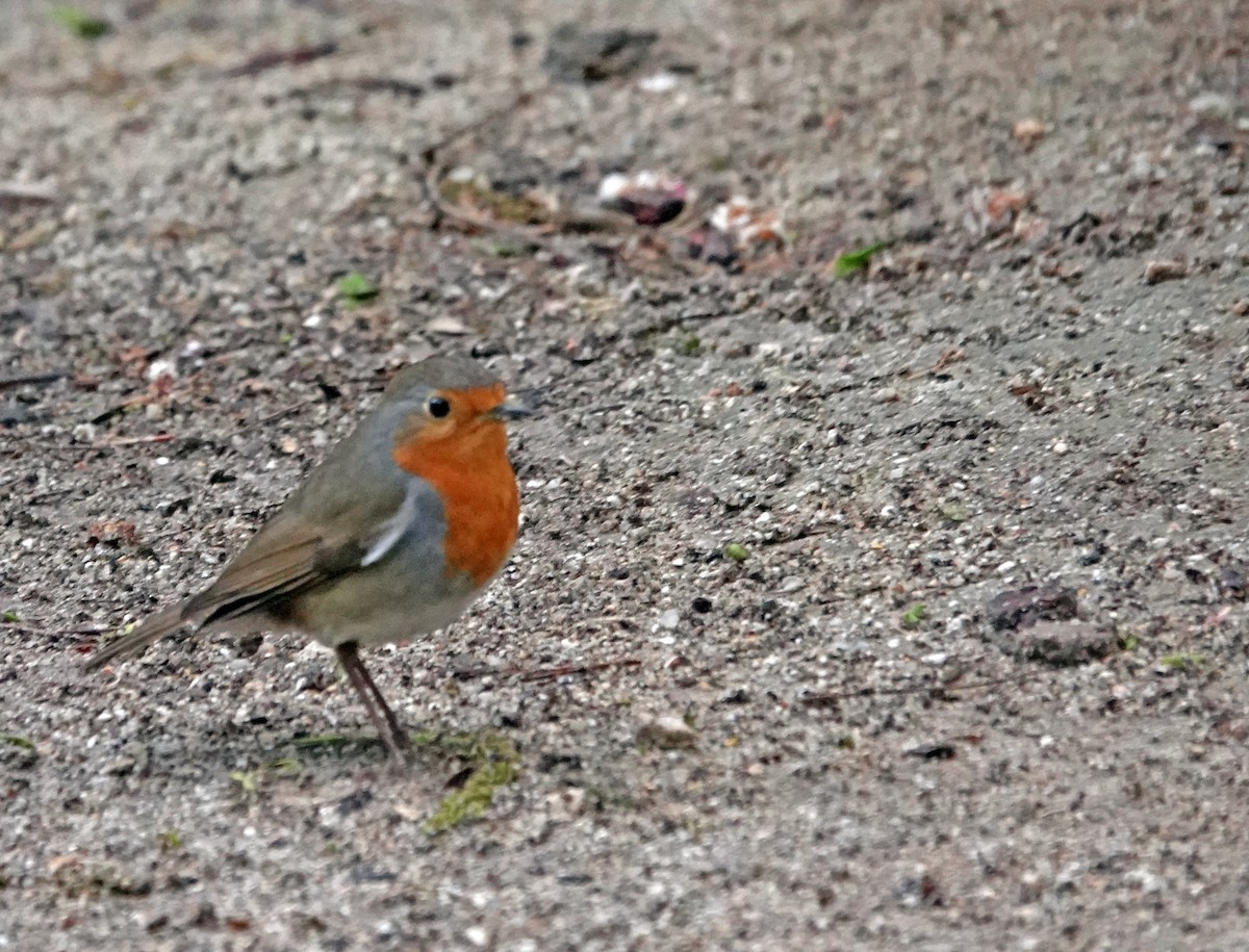 European Robin - Diane Drobka