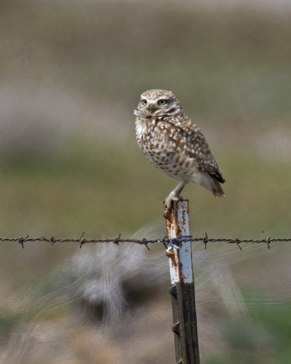 Burrowing Owl - ML618041537