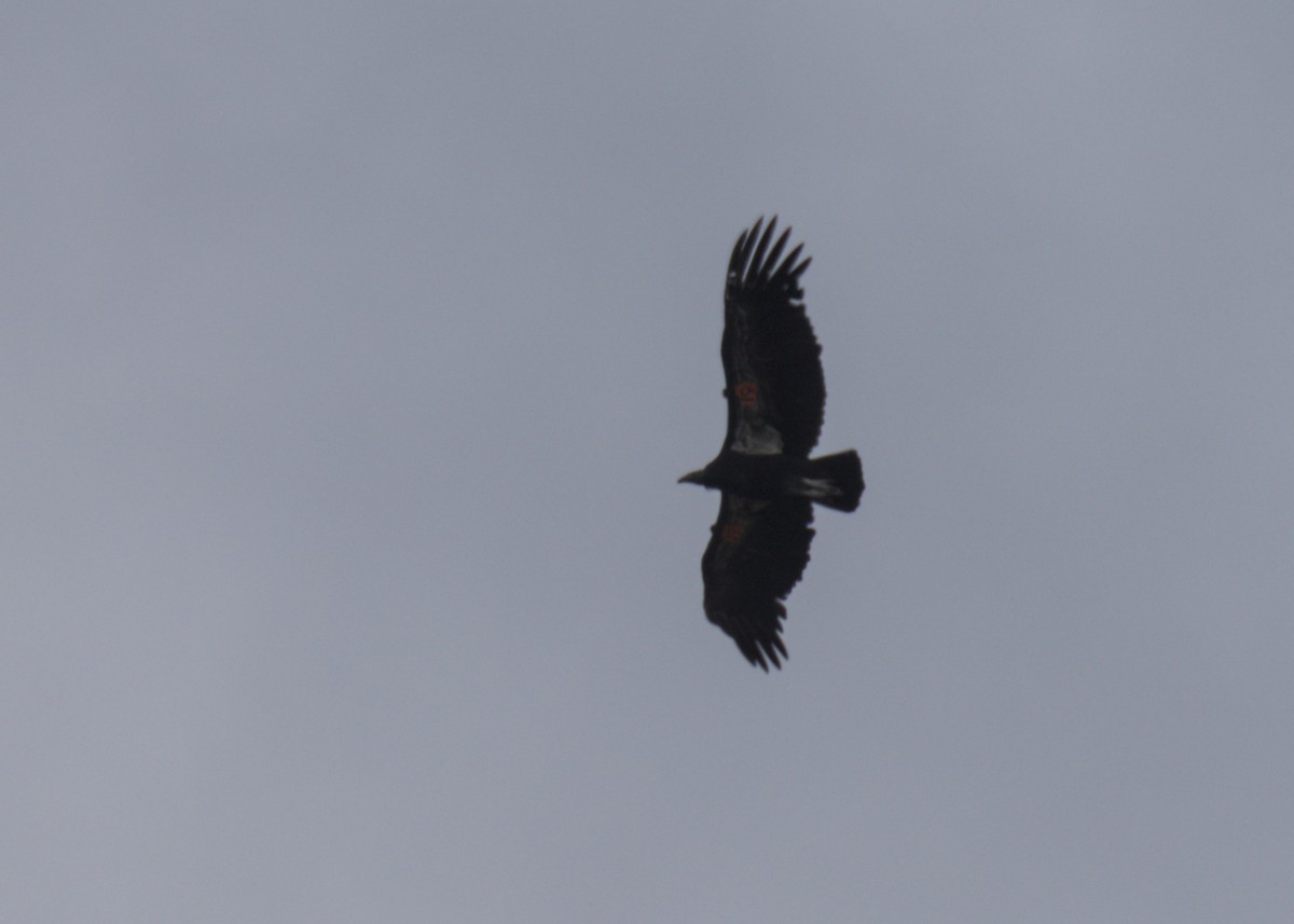 Condor de Californie - ML618041554
