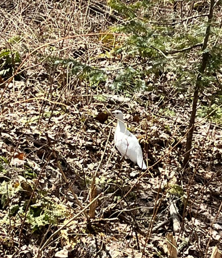 Willow Ptarmigan - Études des populations  d'oiseaux du Québec