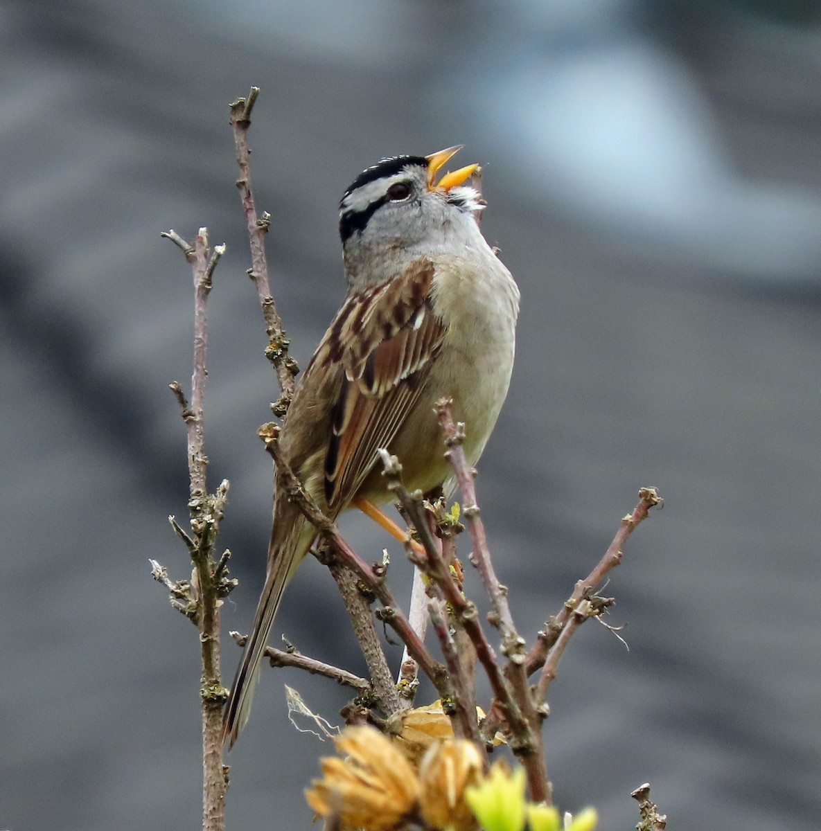 Bruant à couronne blanche - ML618041571