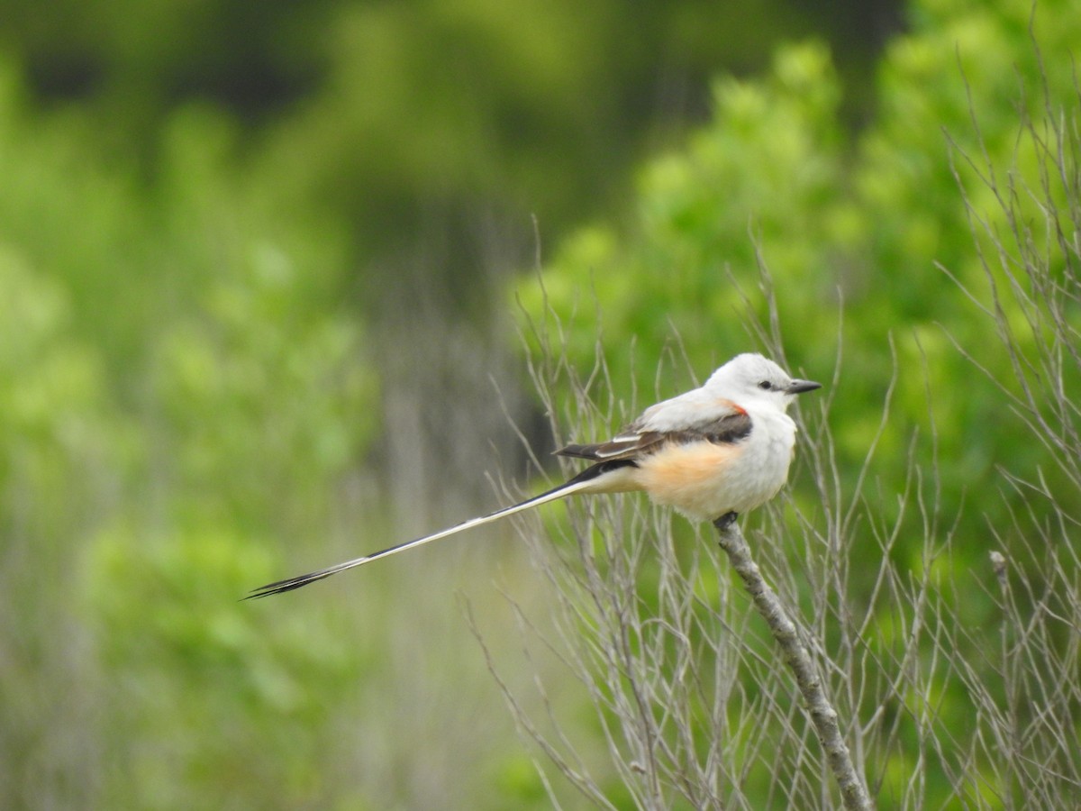 Scissor-tailed Flycatcher - ML618041574