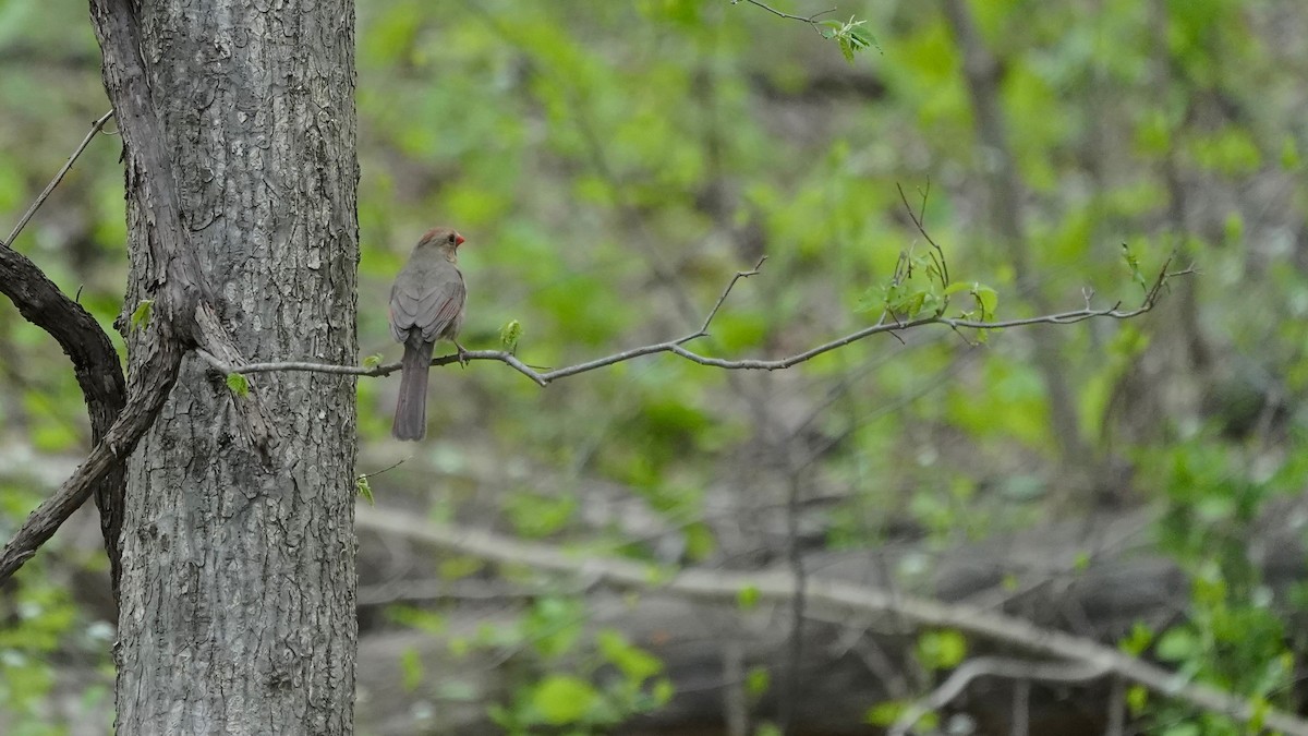 Northern Cardinal - ML618041599