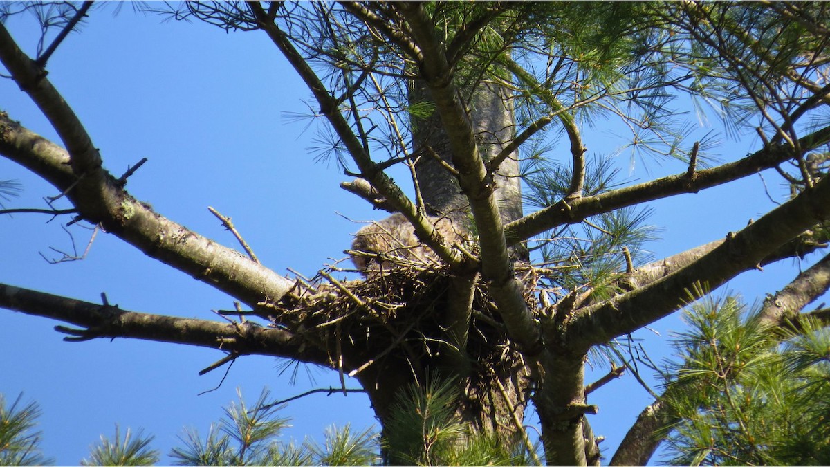 Great Horned Owl - ML618041615