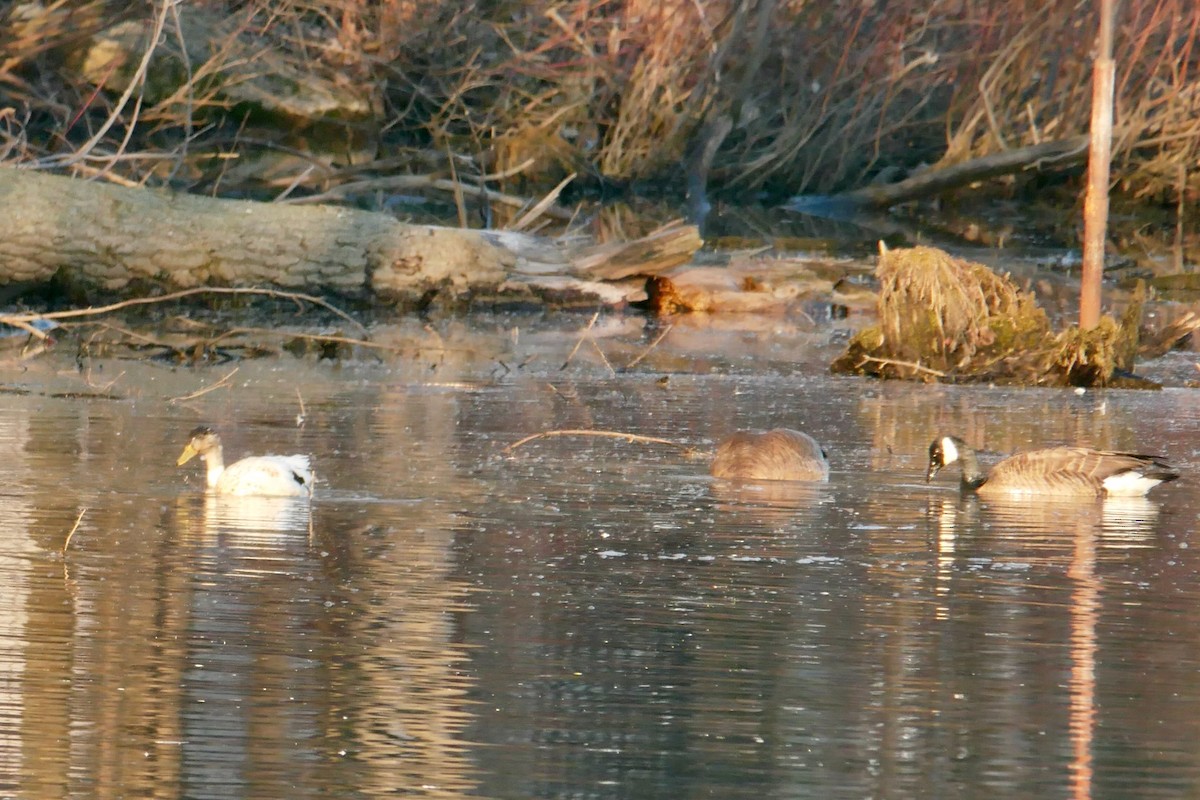 Anatidae sp. (dabbling duck sp.) - ML618041631