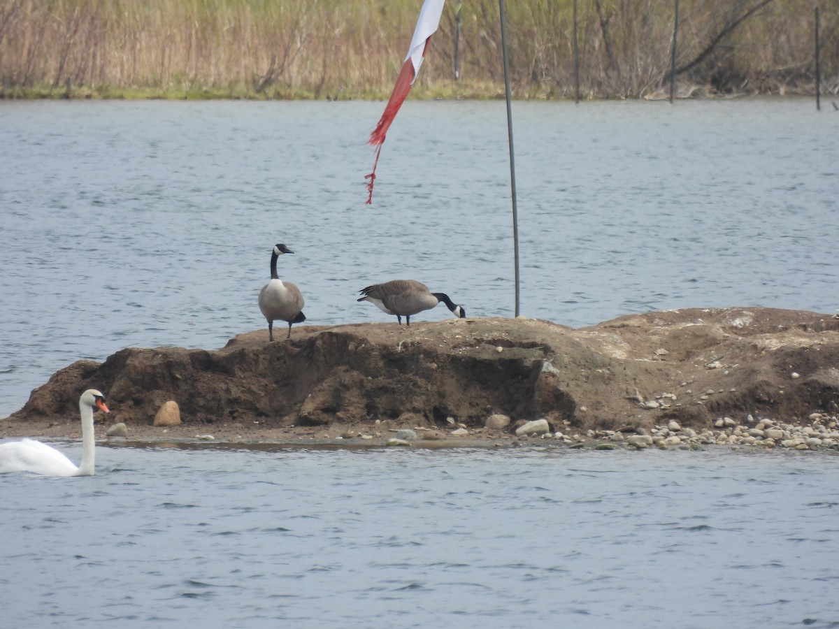 Canada Goose - ML618041649