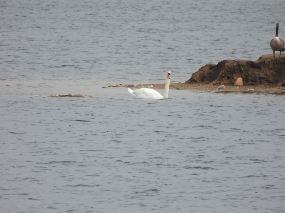 Mute Swan - ML618041654