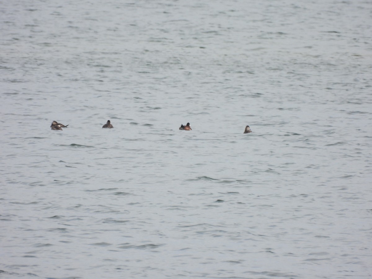 Ruddy Duck - ML618041662