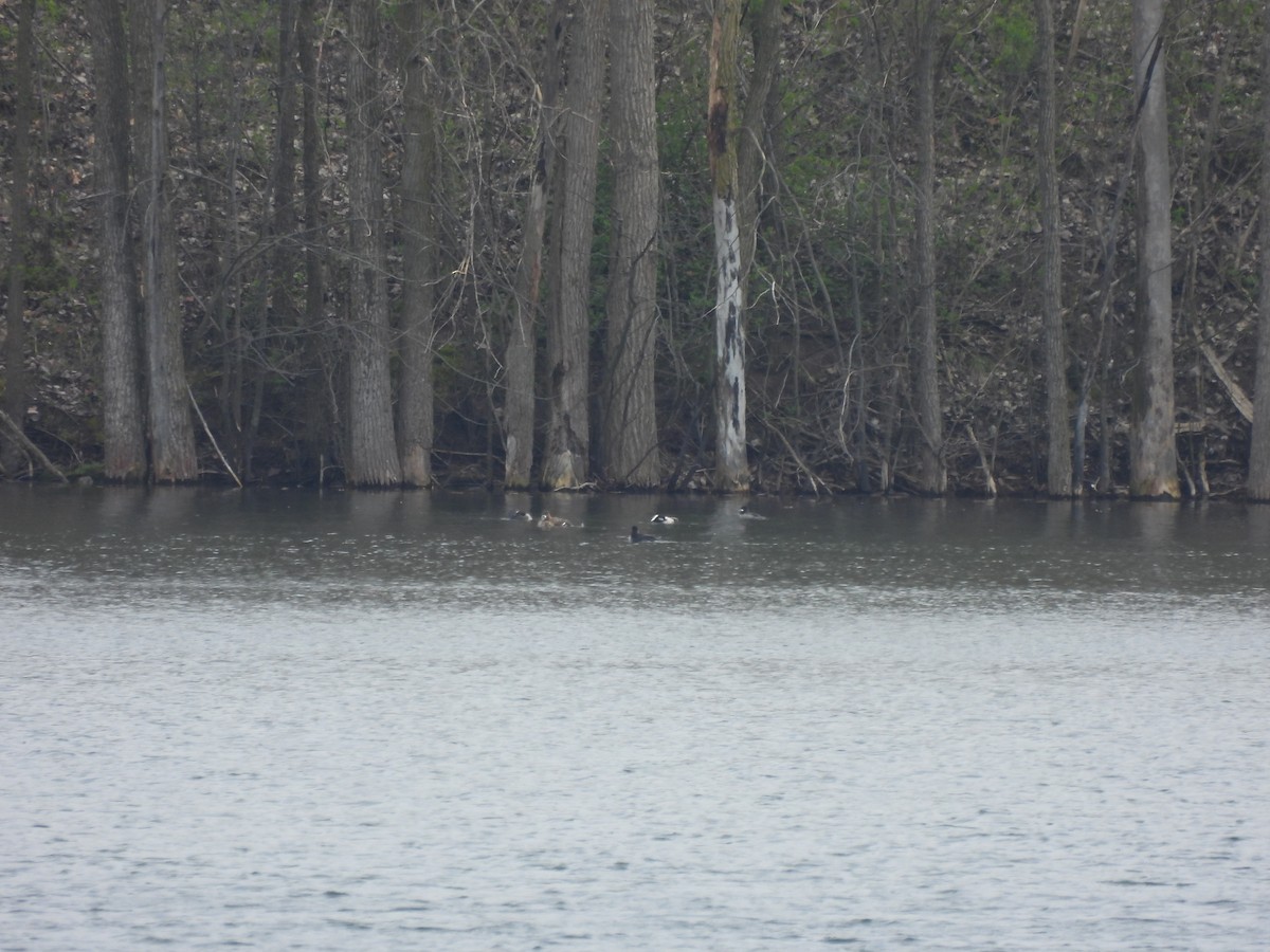 Ring-necked Duck - Alexander R