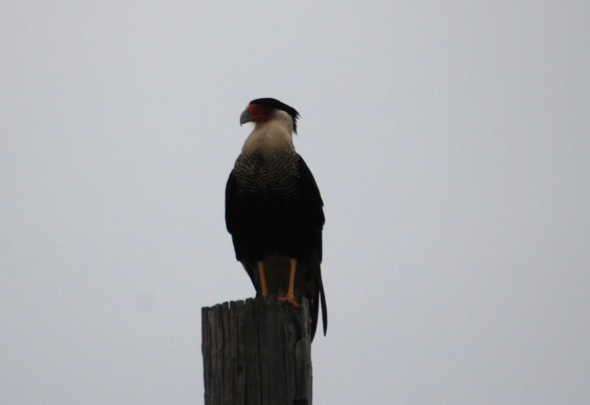 Crested Caracara (Northern) - Susie H