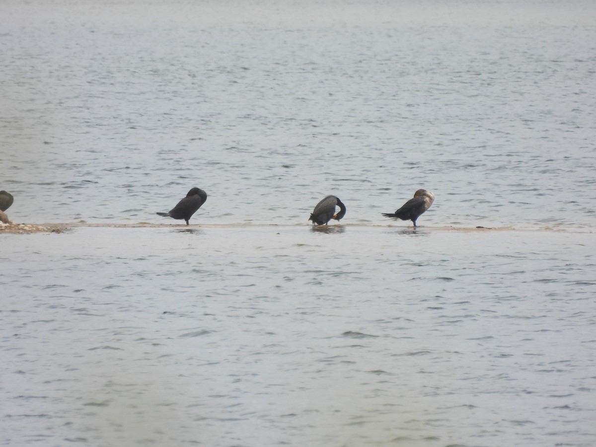 Double-crested Cormorant - ML618041680