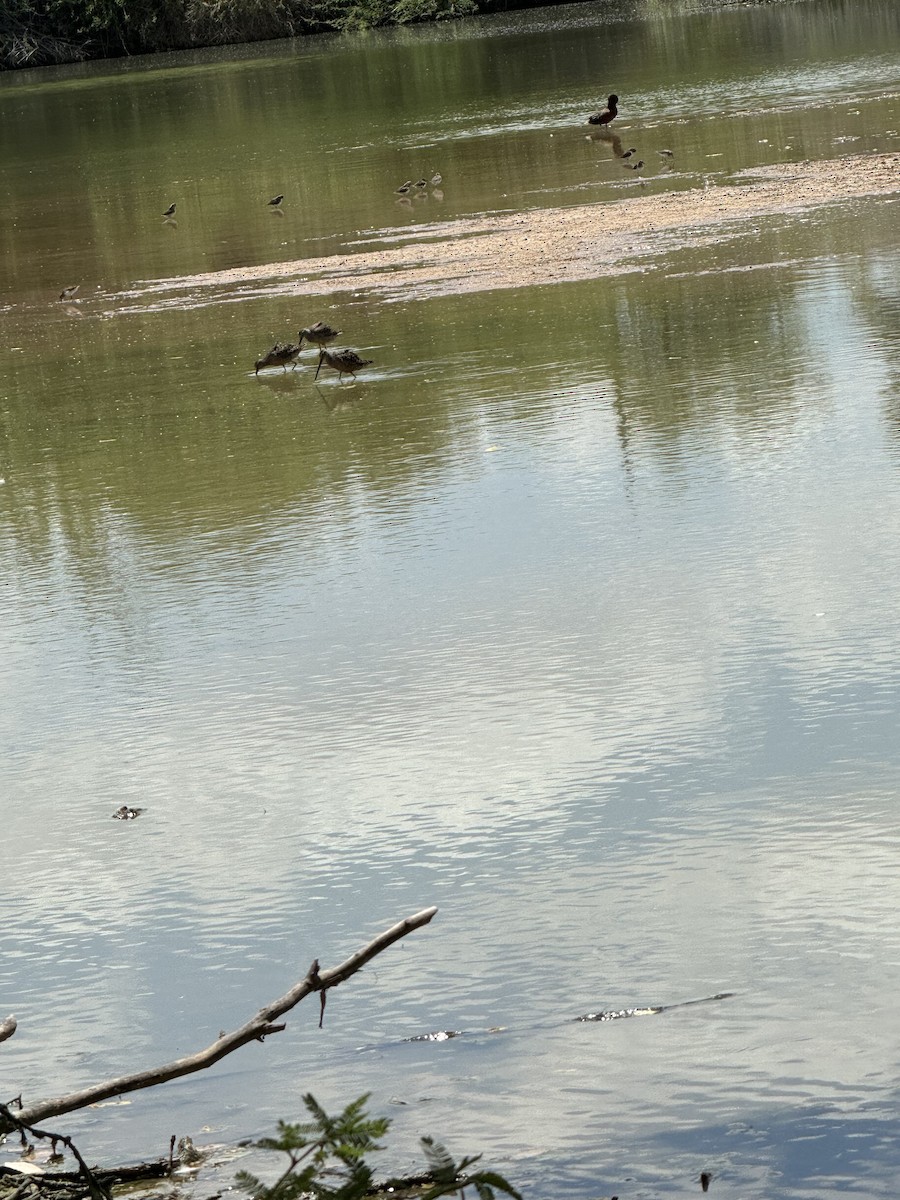 Long-billed Dowitcher - ML618041687