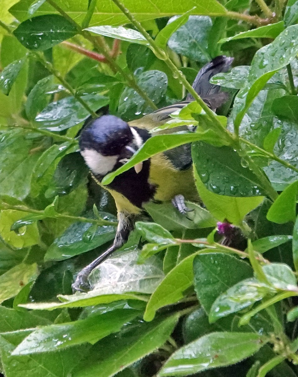 Great Tit - Diane Drobka