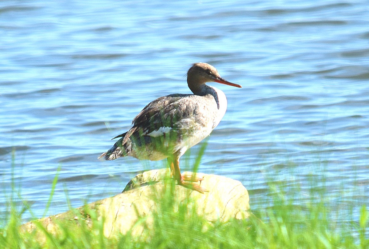 Red-breasted Merganser - ML61804181