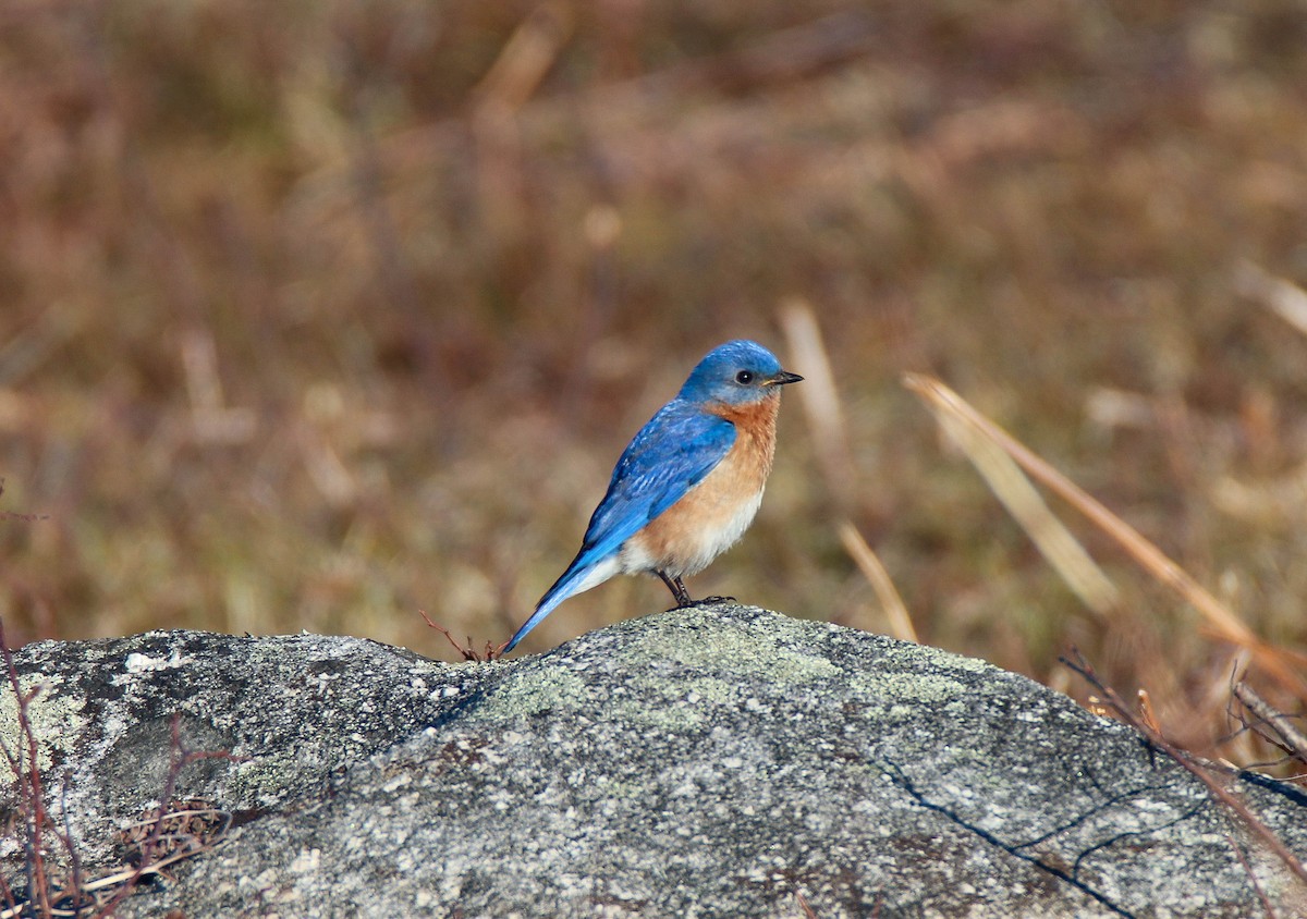 Eastern Bluebird - ML618041827