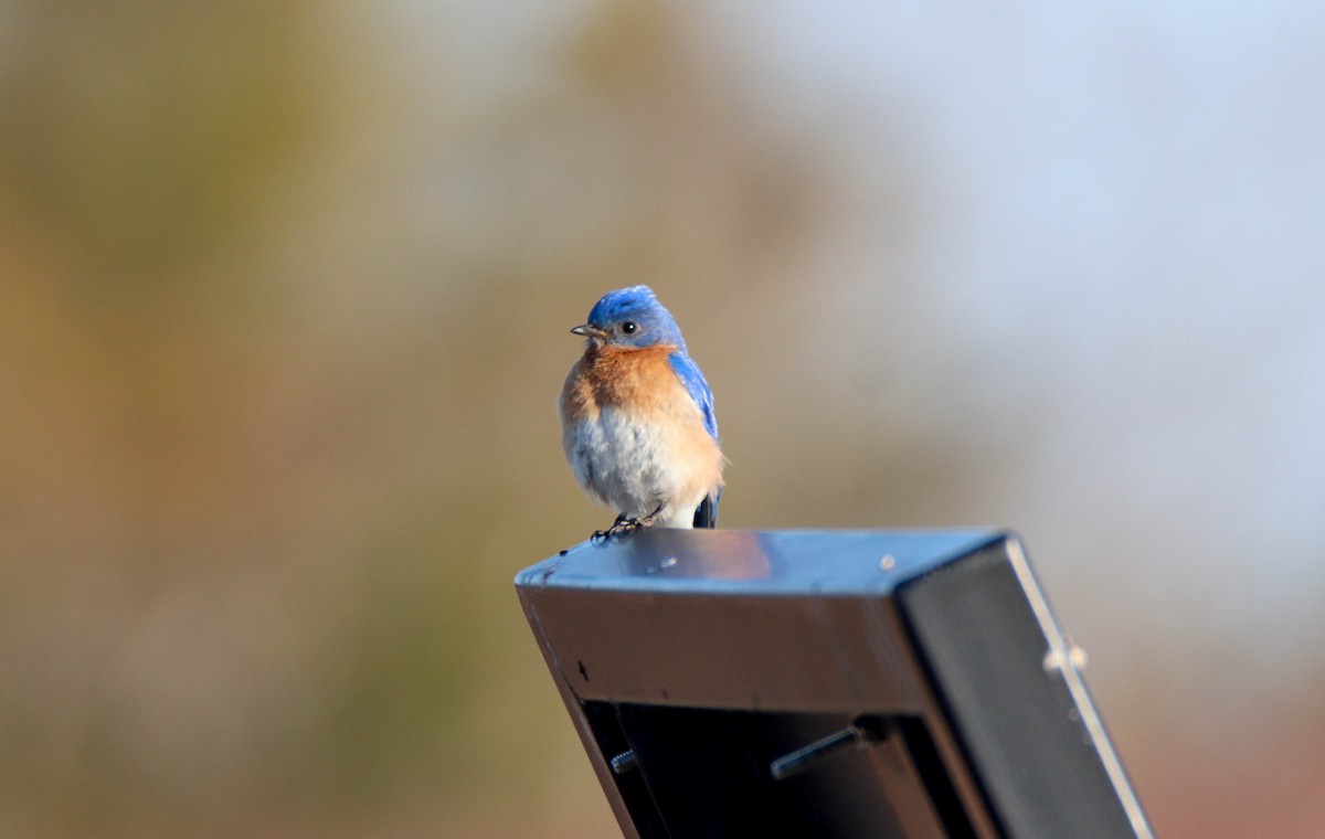 Eastern Bluebird - ML618041828