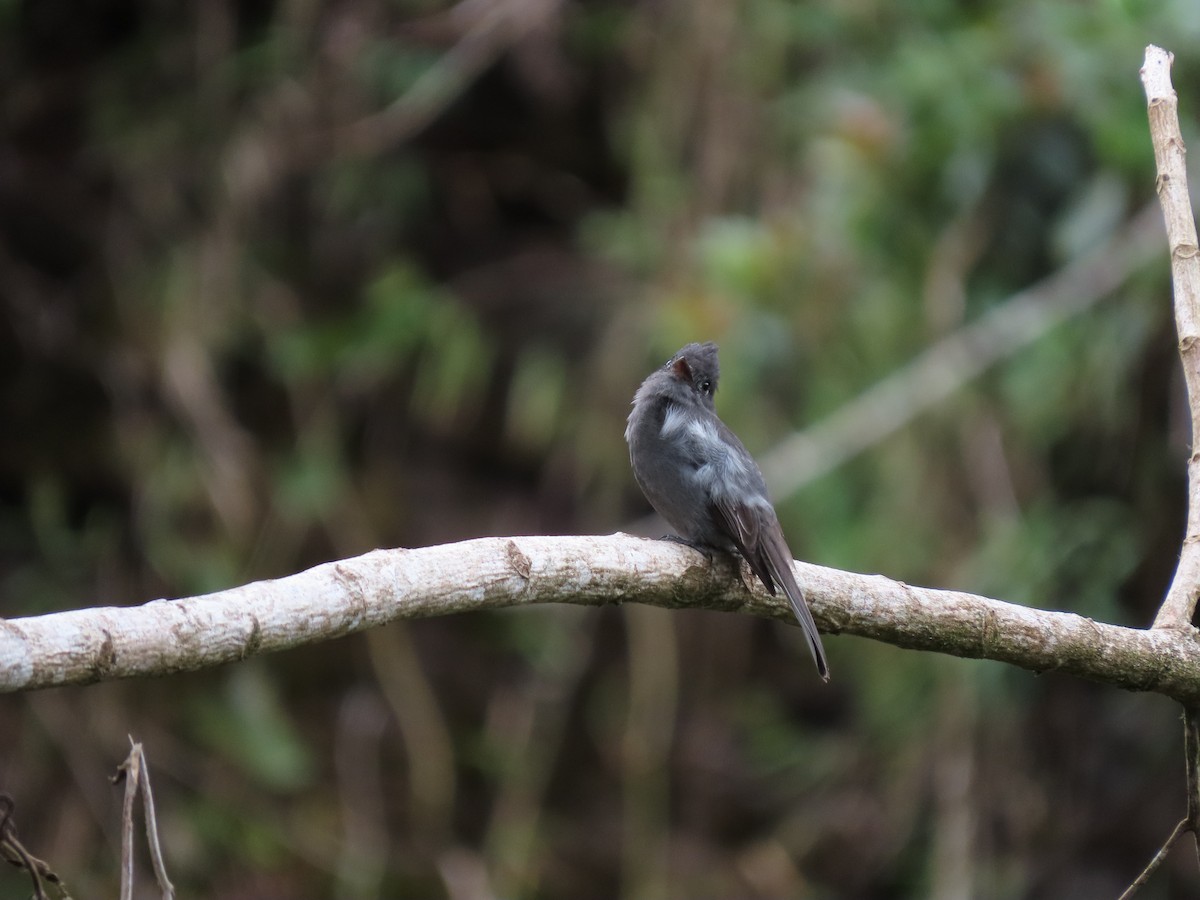 Smoke-colored Pewee - Cristian Cufiño