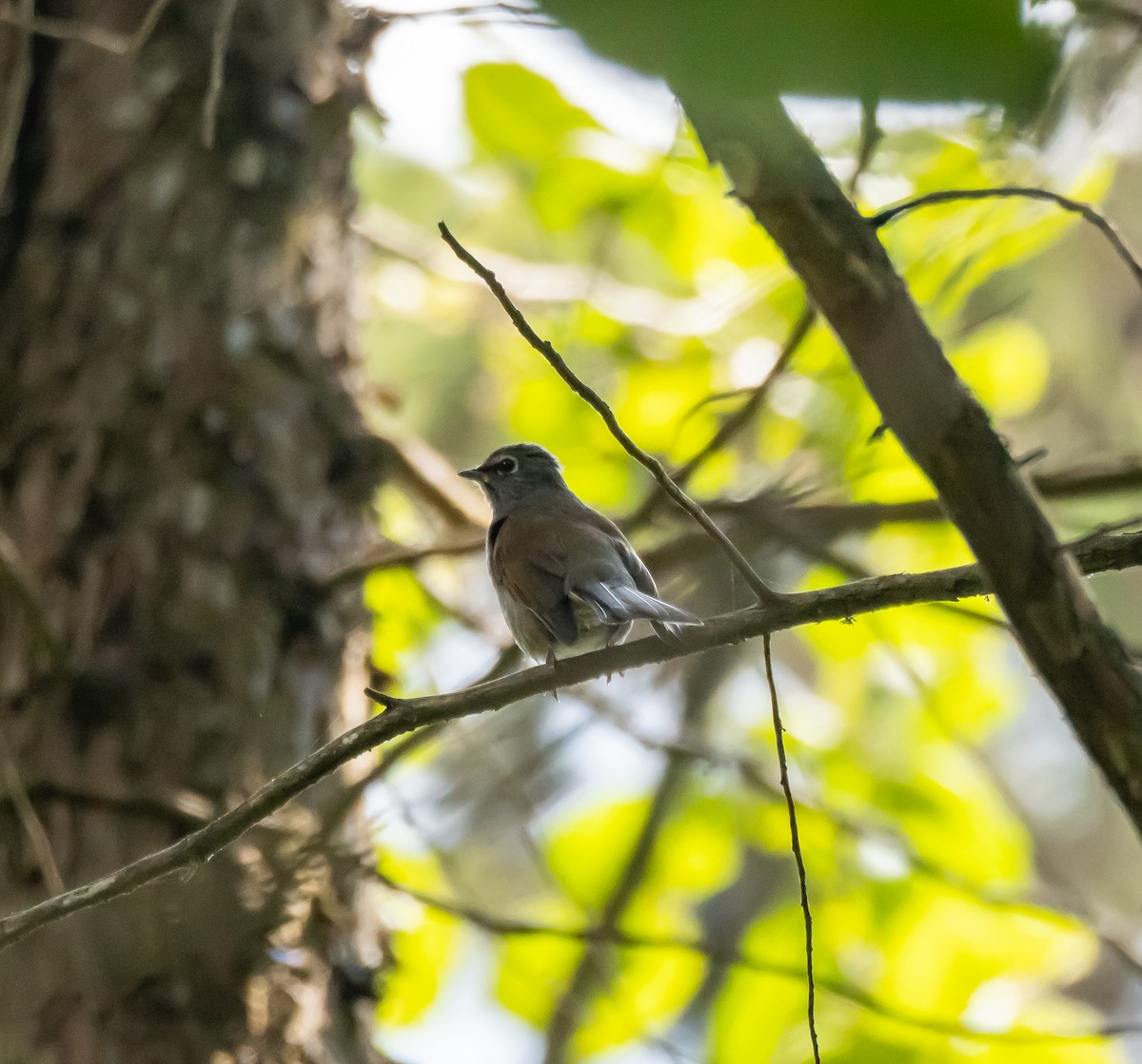 Brown-backed Solitaire - ML618041860