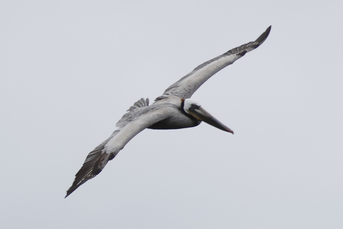 Brown Pelican - ML618041867