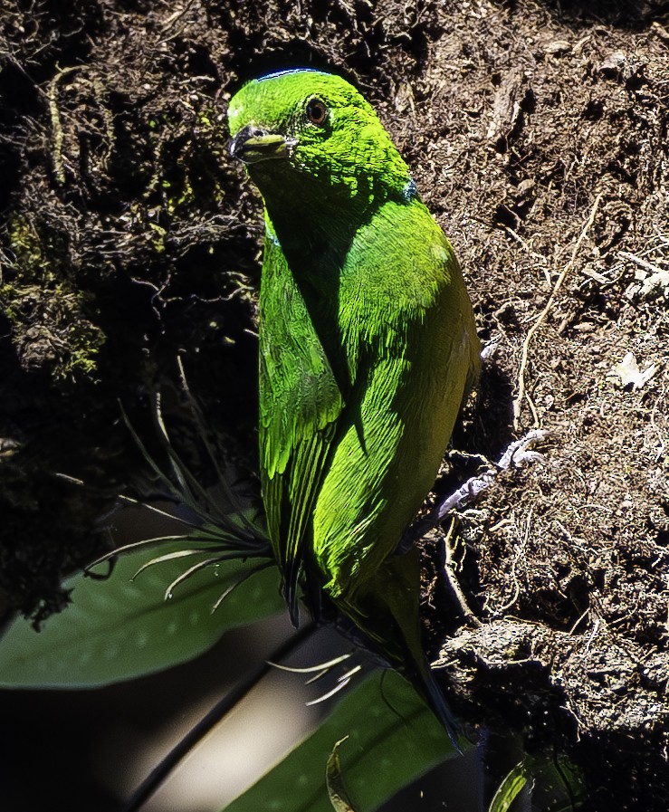 Blue-crowned Chlorophonia - ML618041869