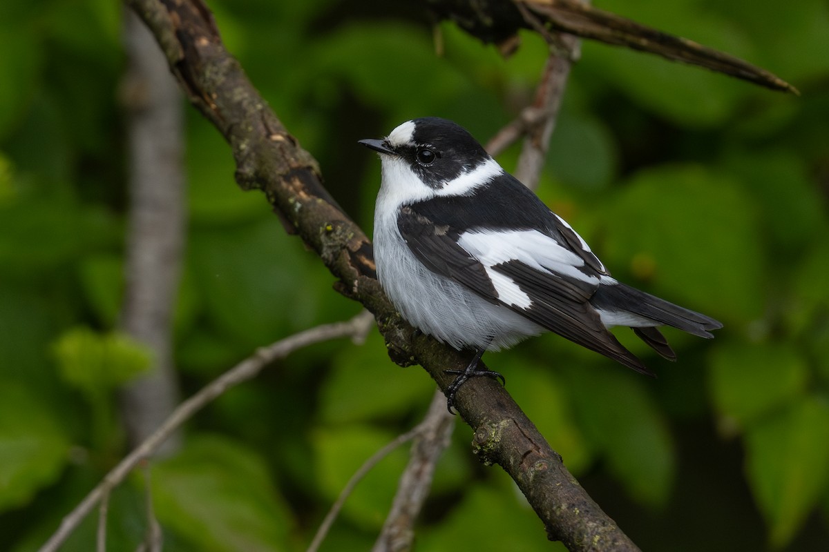 Collared Flycatcher - Mathieu Bally