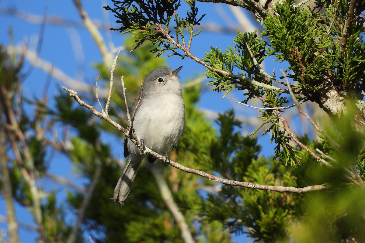 Blue-gray Gnatcatcher - ML618041882