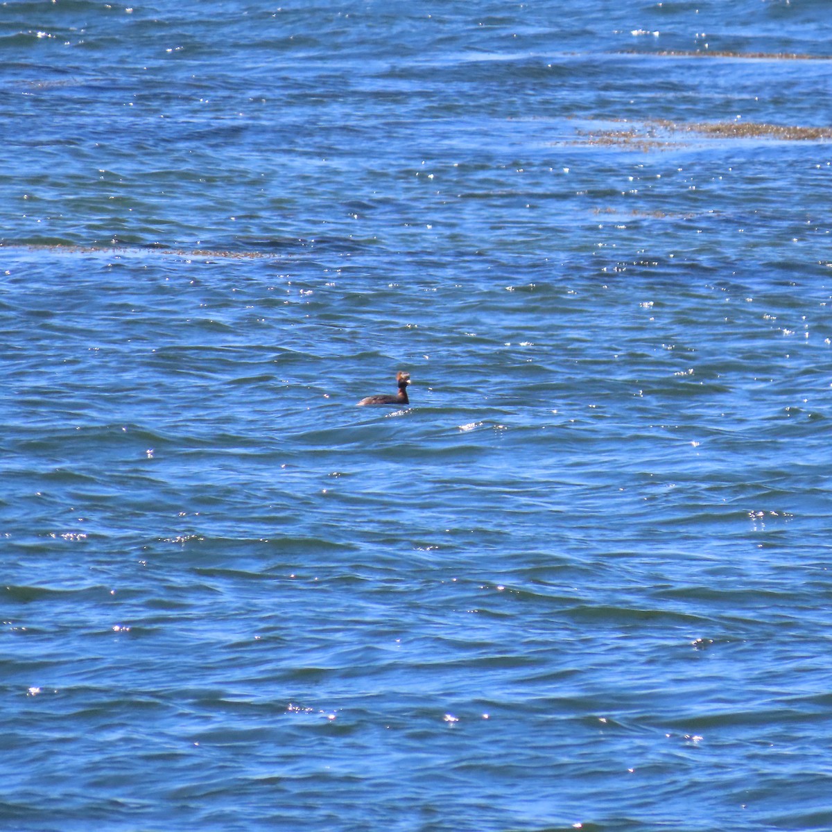 Horned Grebe - Richard Fleming