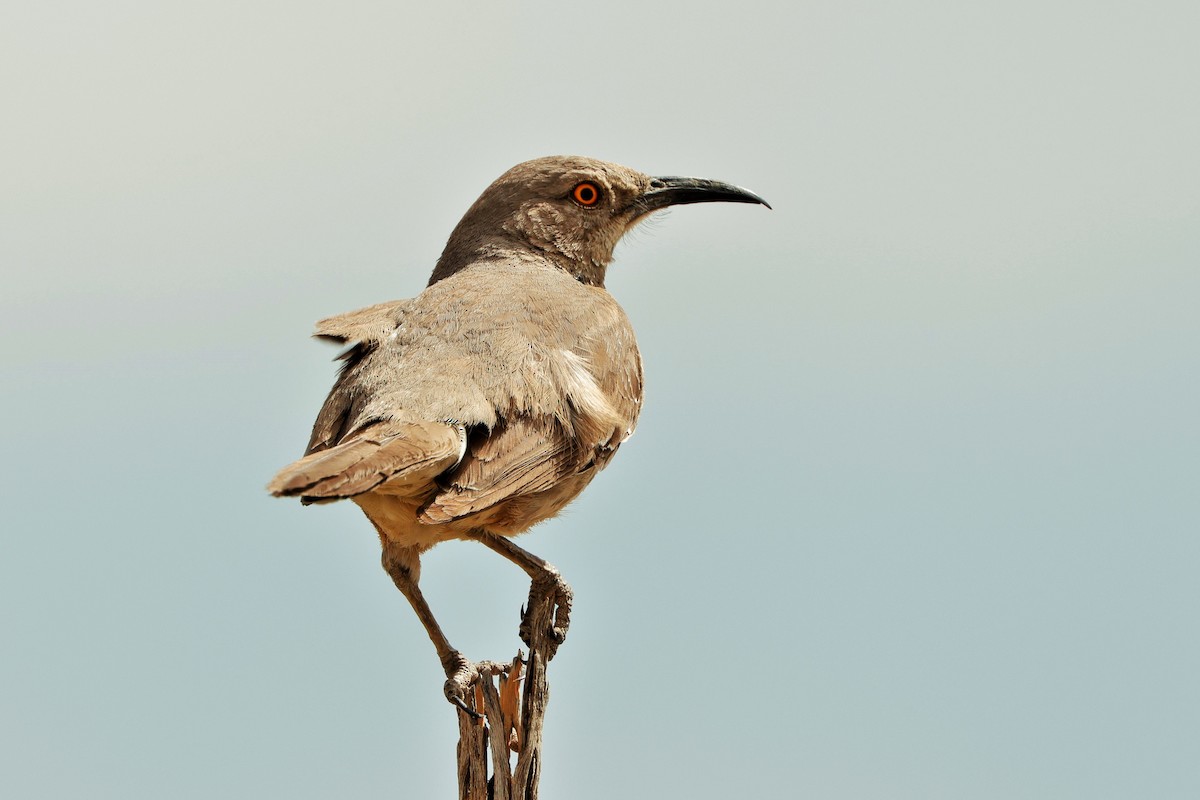 Curve-billed Thrasher - Risë Foster-Bruder