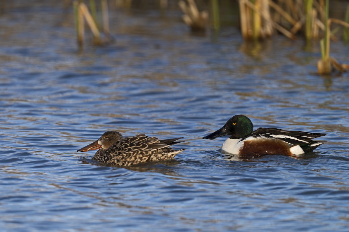 Northern Shoveler - ML618041925