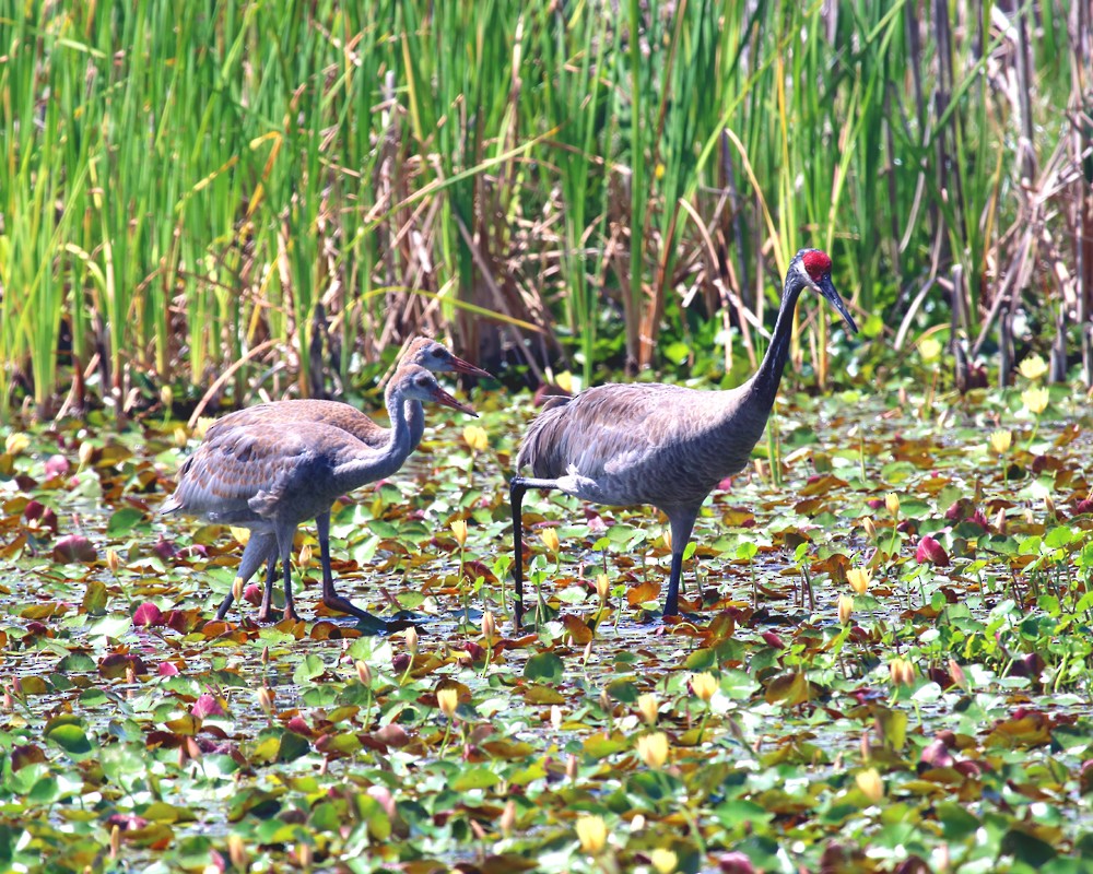 Sandhill Crane - ML618041929