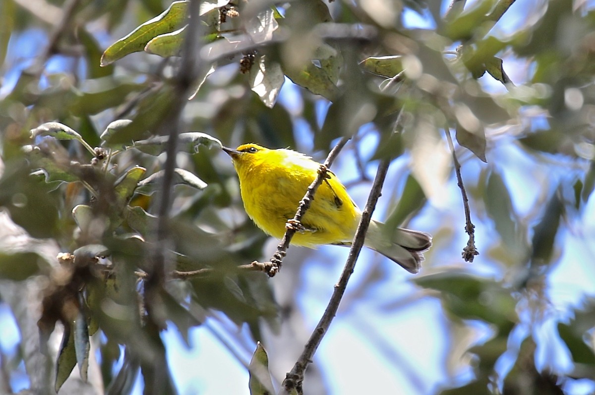 Blue-winged Warbler - Ron Wilson