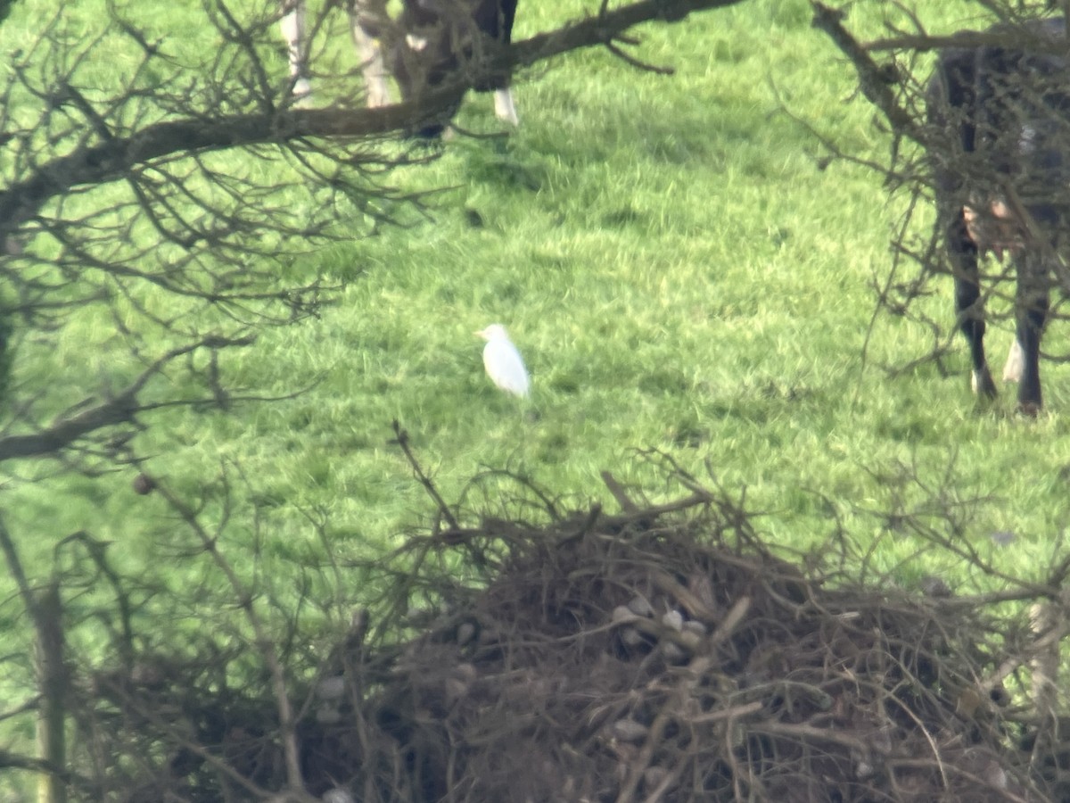 Western Cattle Egret - ML618041935