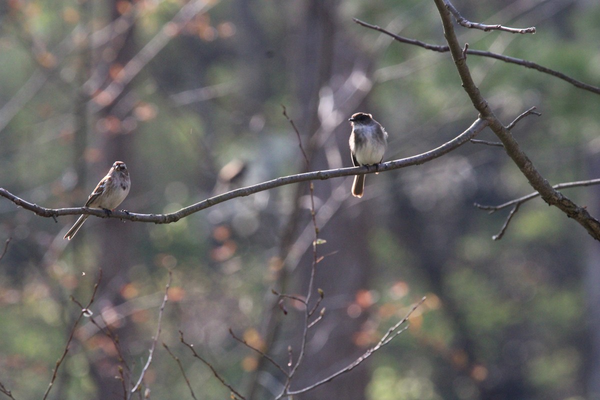 American Tree Sparrow - ML618041938