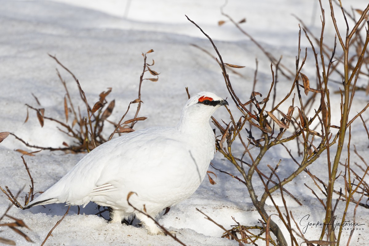 Rock Ptarmigan - Gaukur Hjartarson