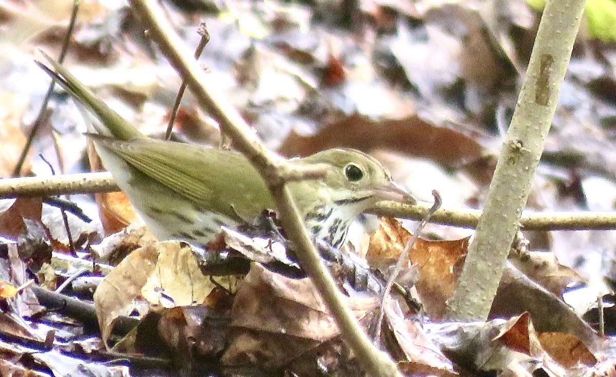 Ovenbird - Leslie Ferree