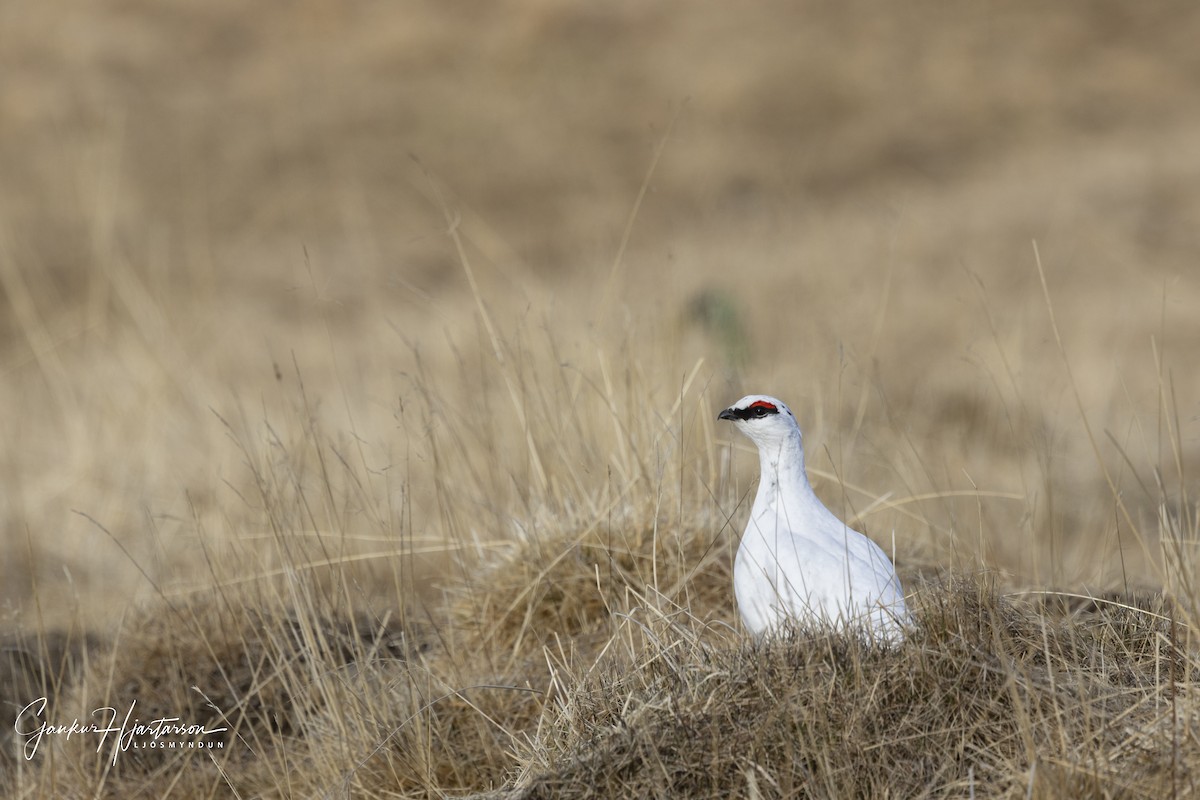 Rock Ptarmigan - ML618041981