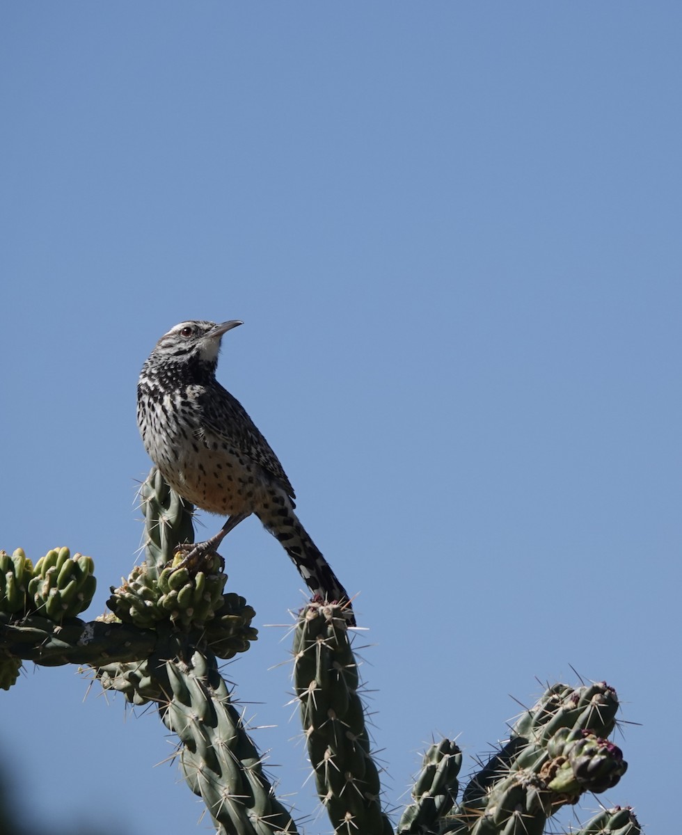 Cactus Wren - ML618042017