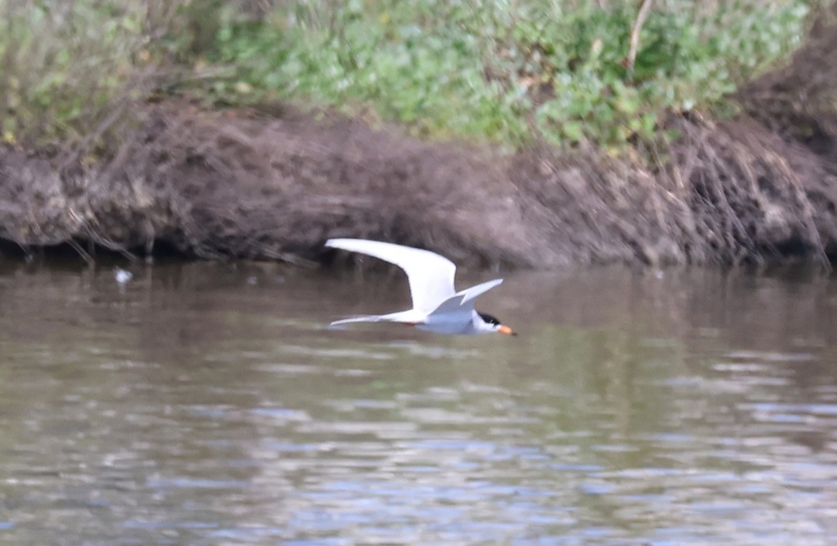 Forster's Tern - ML618042018