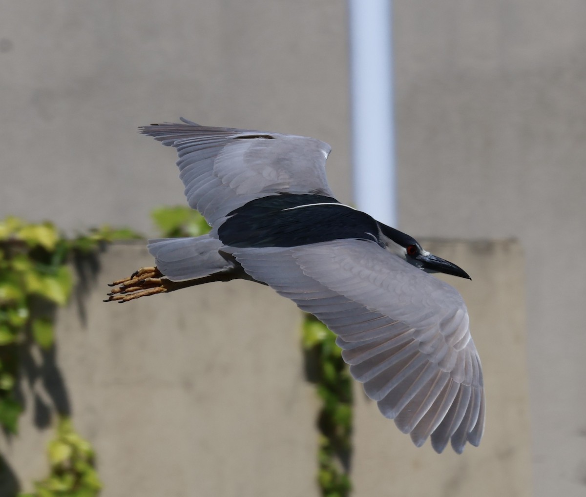 Black-crowned Night Heron - ML618042034