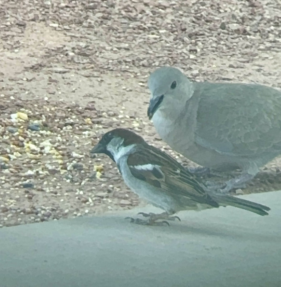 House Sparrow - ML618042035